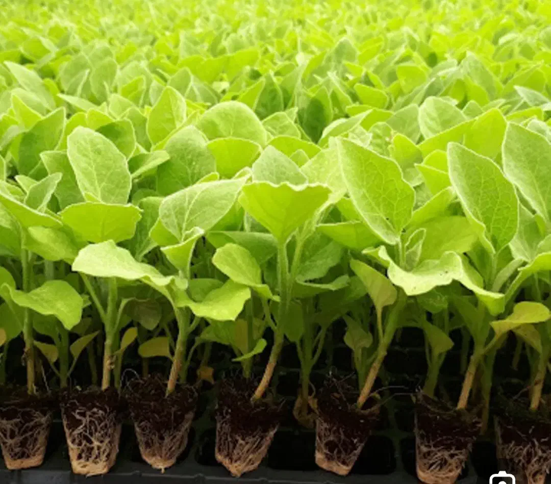 نشابادمجان|خدمات باغبانی و درختکاری|رامهرمز, |دیوار