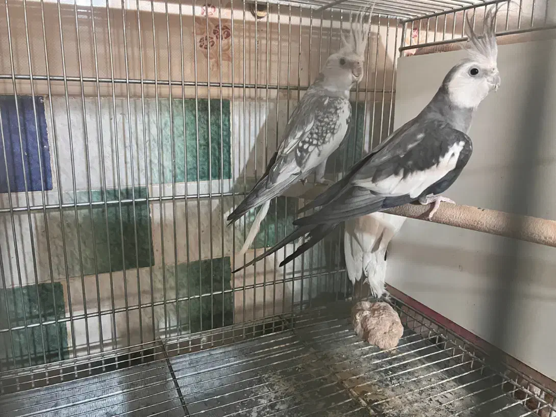 عروس آلبینو،وایت فیس،ایزابلا|پرنده|نظرآباد, نظرآباد|دیوار