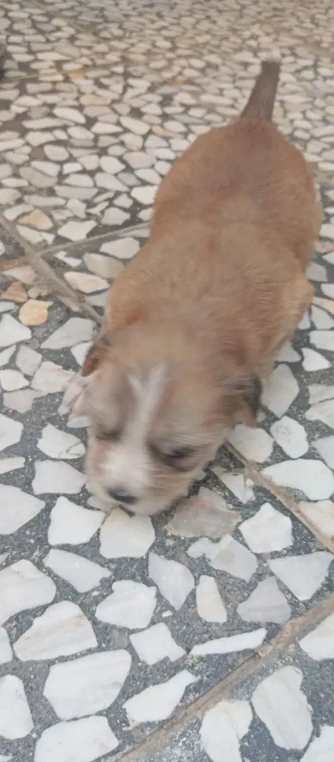 سگ شیتزوکراس ریزعروسکی اپارتمانی|سگ|نجفآباد, حومه نجف آباد|دیوار