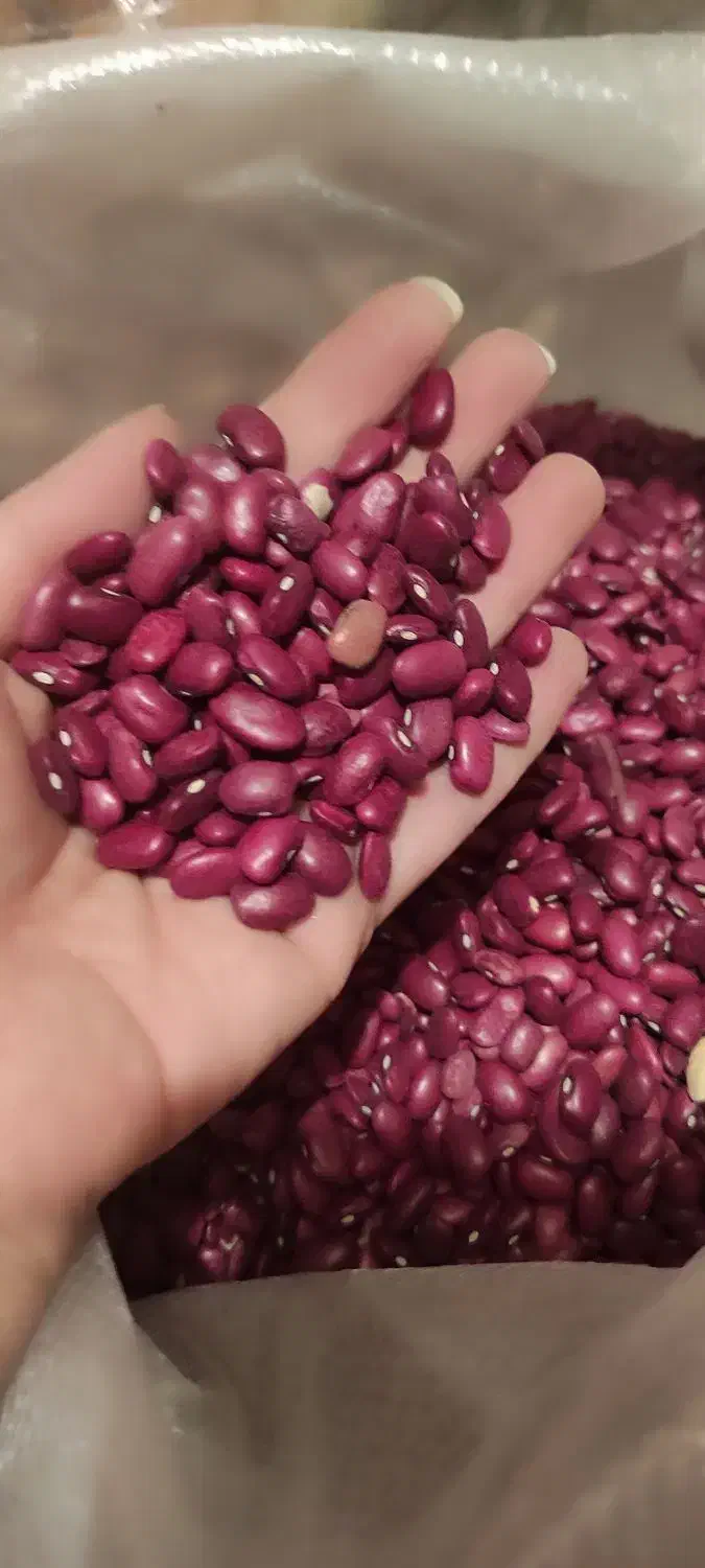 لپه اذرشهر. لوبیا قرمز|خوردنی و آشامیدنی|تهران, مشیریه|دیوار