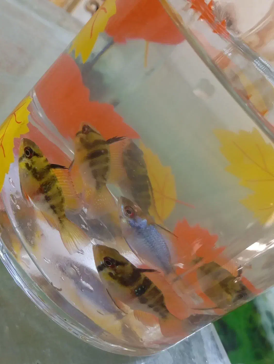 رامیزی مولد|ماهی|رباطکریم, نصیرشهر|دیوار