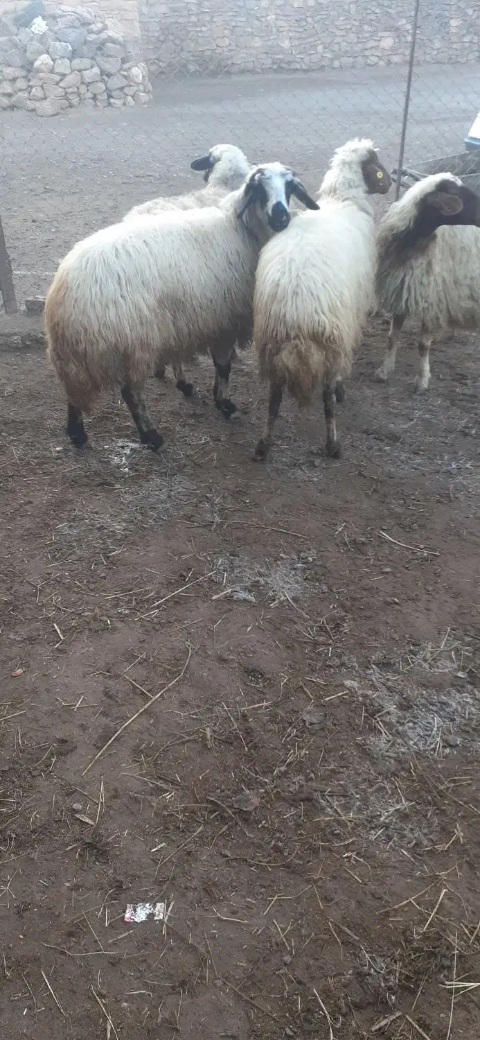 گوسفند قصر برای قربانی ونظری|حیوانات مزرعه|ماکو, |دیوار