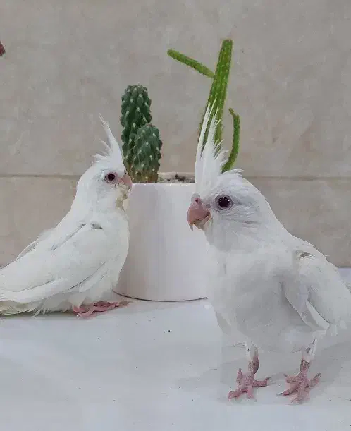 عروس هلندی آلبینو|پرنده|مسجد سلیمان, |دیوار