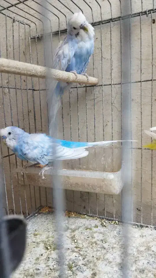 مرغ عشق در کوهچنار|پرنده|کوه چنار, |دیوار