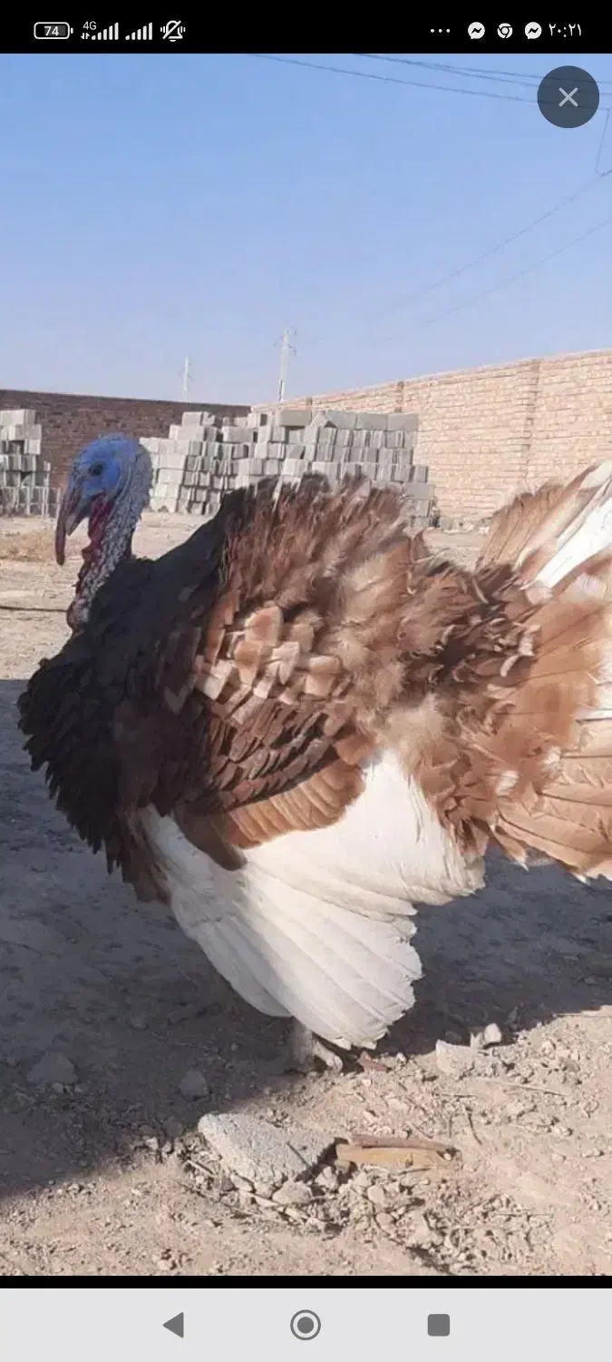 بوقلمون بوربون نر چاق|حیوانات مزرعه|مرند, |دیوار