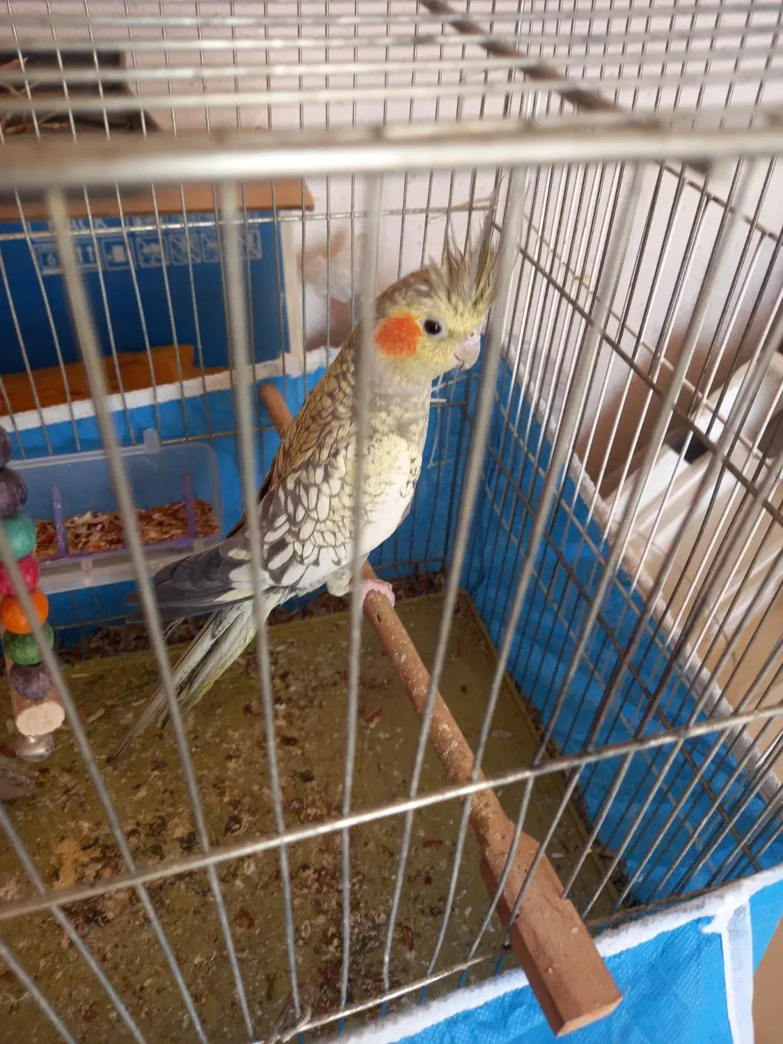 عروس هلندی با وسایل سه میلیون|پرنده|بهبهان, |دیوار