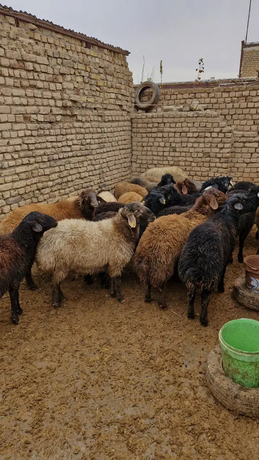 گوسفند نر|حیوانات مزرعه|زرندیه, |دیوار