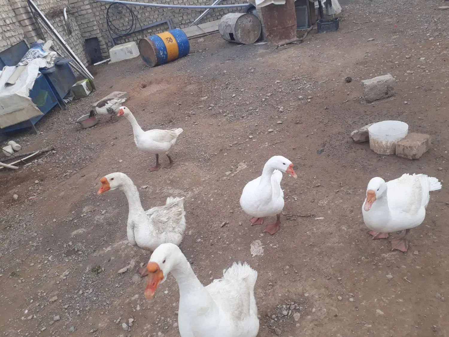 غاز|حیوانات مزرعه|معصومیه, |دیوار