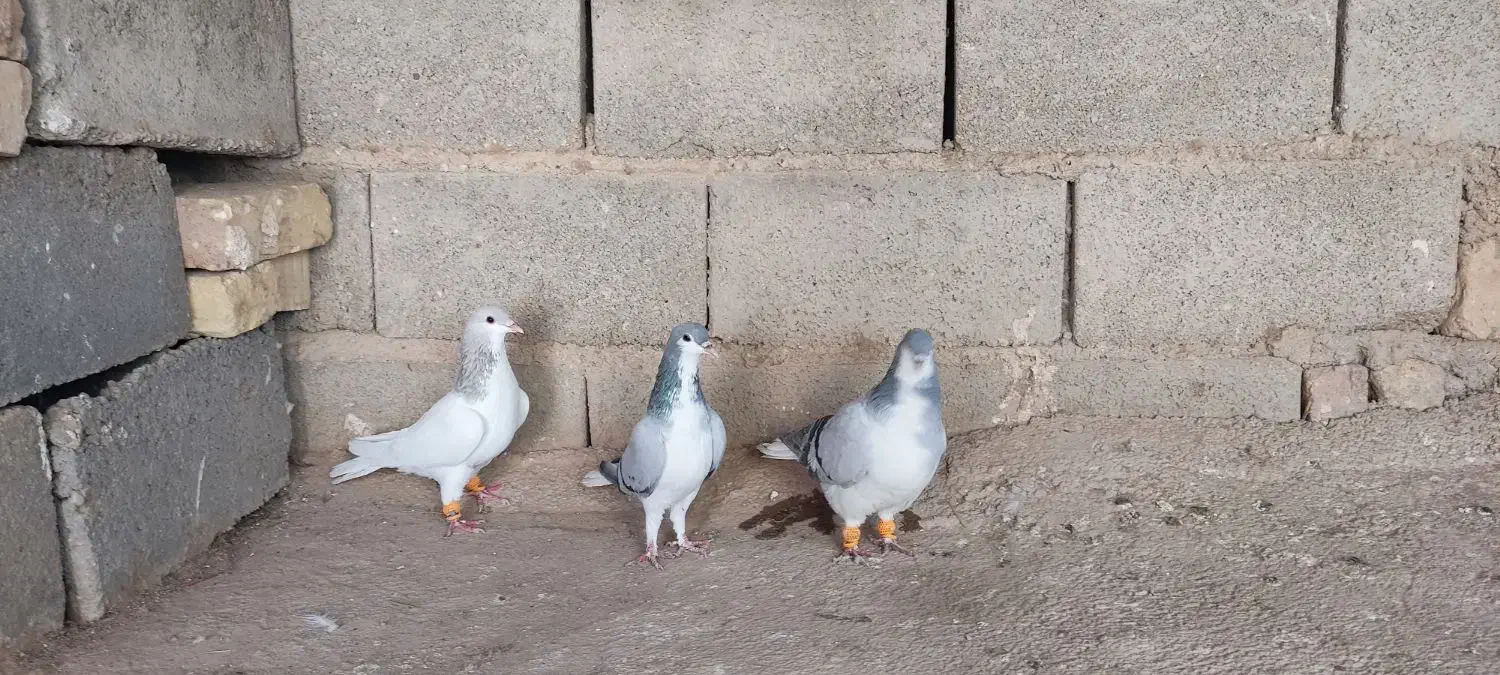 کفتر شهری|پرنده|رونیز, |دیوار