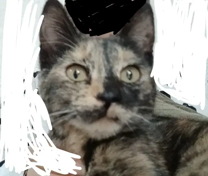 گربه ی گمشده|حیوانات|خرمشهر, |دیوار