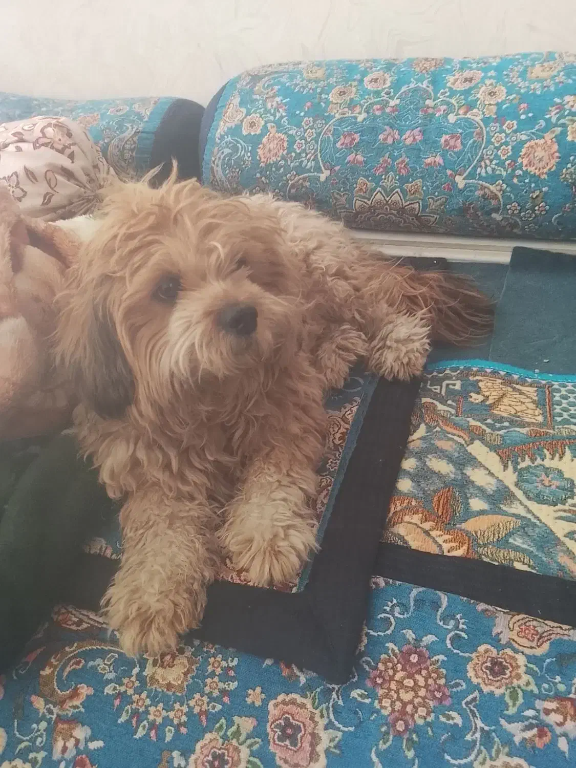 سگ پاکوتاه|سگ|سیرجان, |دیوار