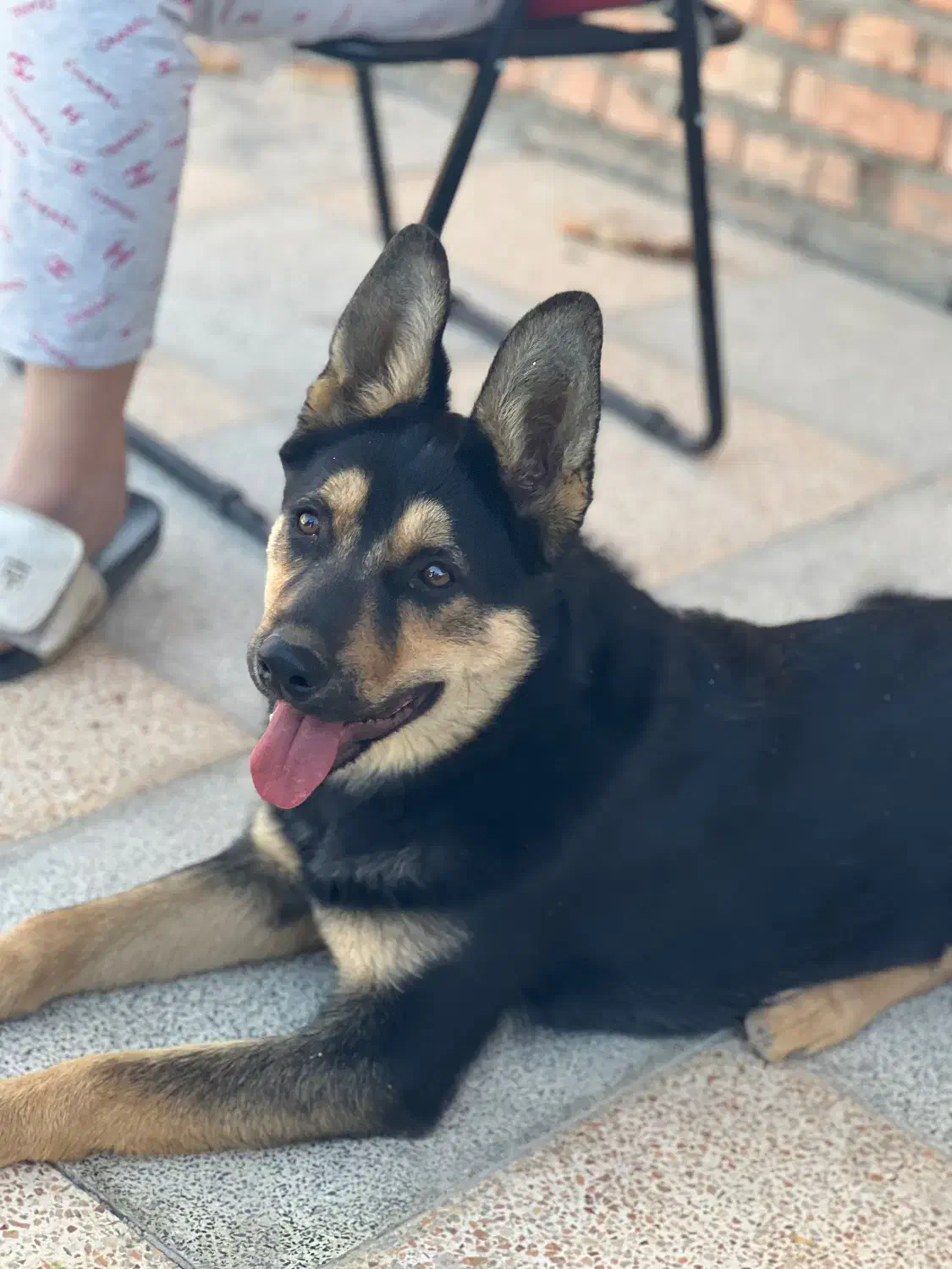 سگ ژرمن ماده|سگ|صوفیان, |دیوار