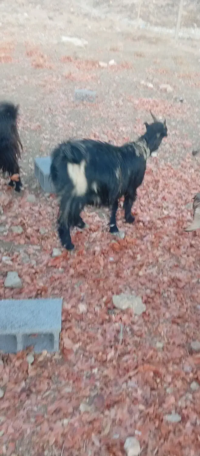 بزداشتی|حیوانات مزرعه|شیراز, حومه شیراز|دیوار