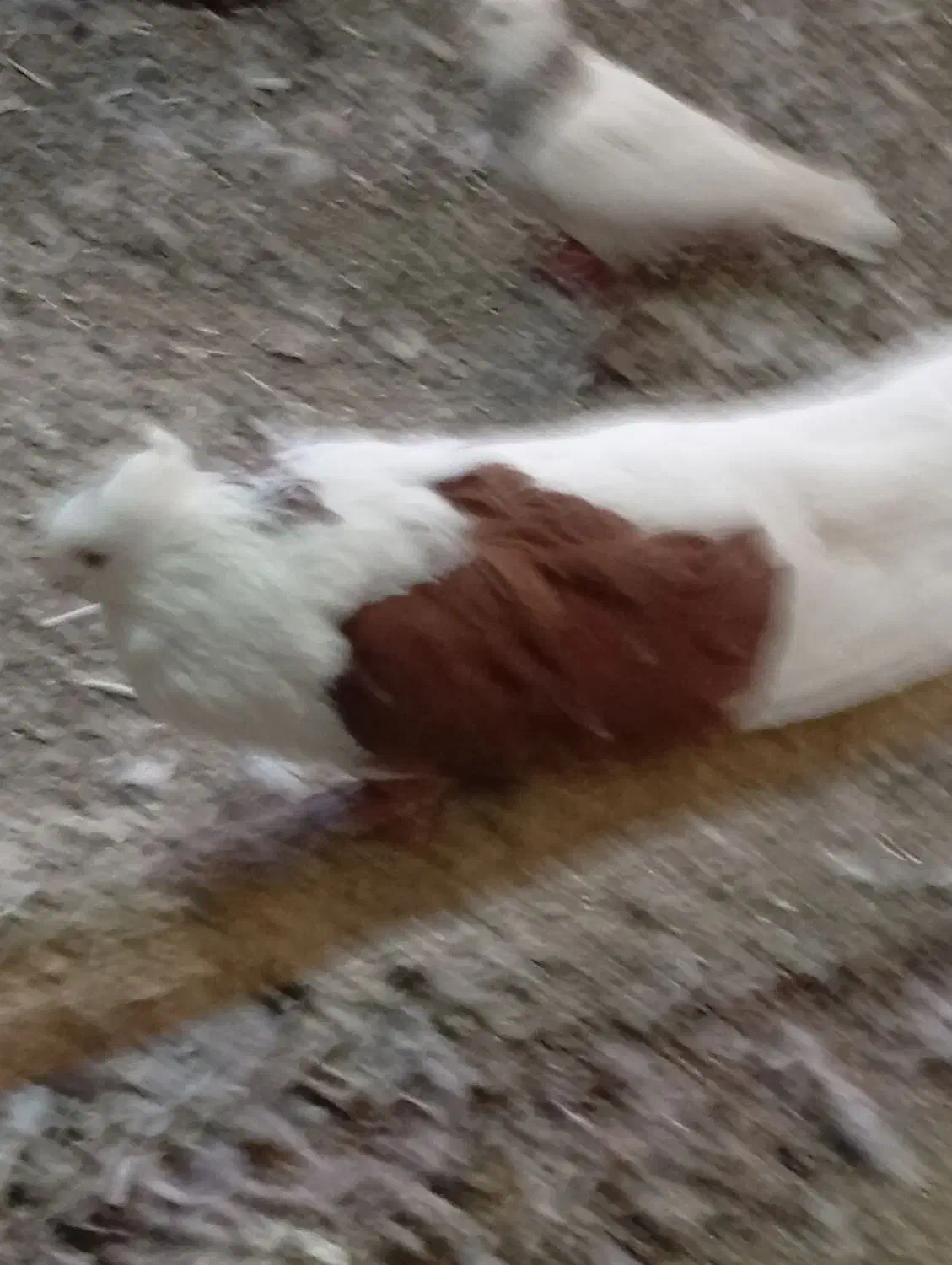 کبوترپشتار|پرنده|بستان آباد, |دیوار