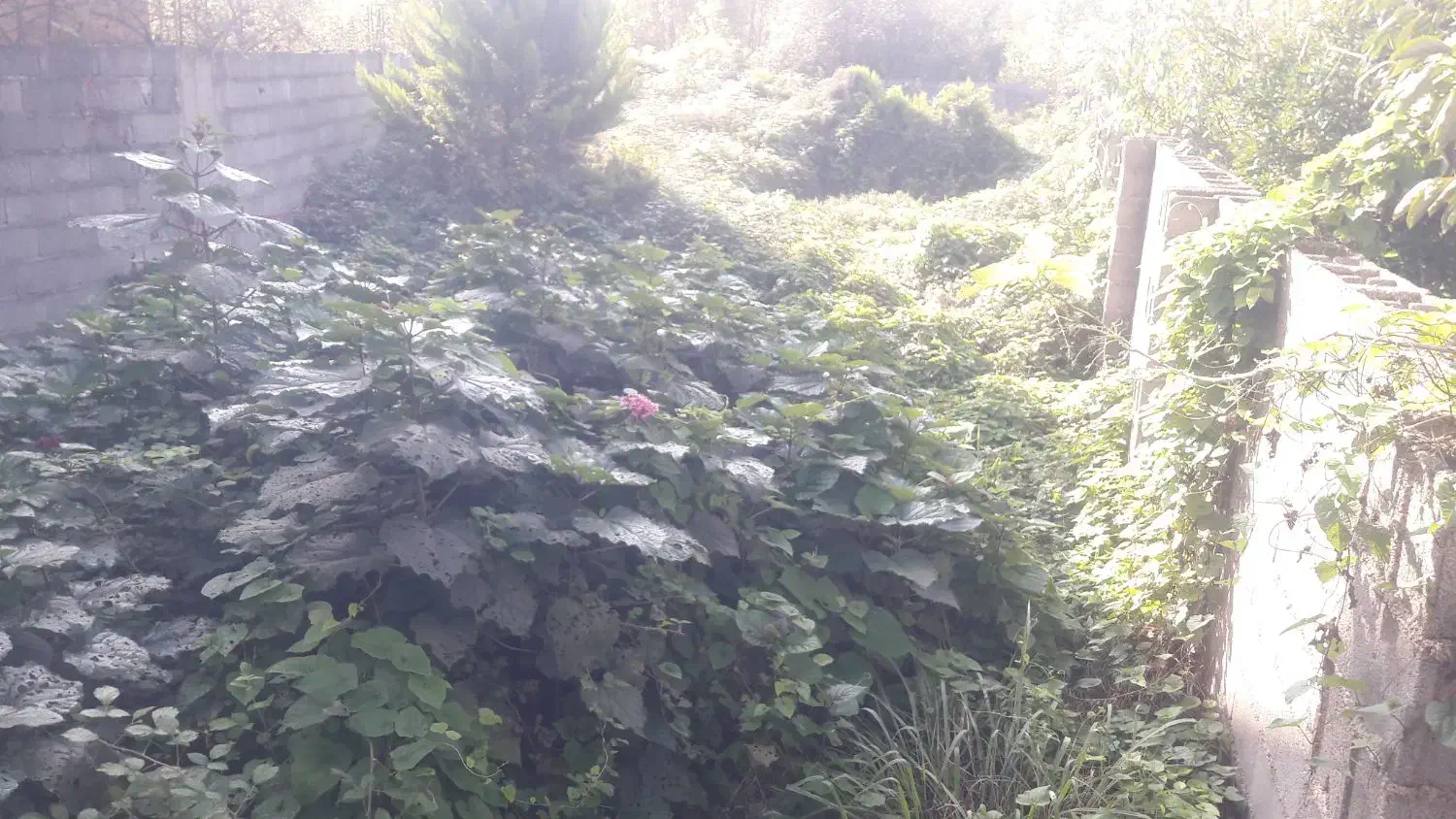 علف زدن|خدمات باغبانی و درختکاری|صومعه‌سرا, |دیوار