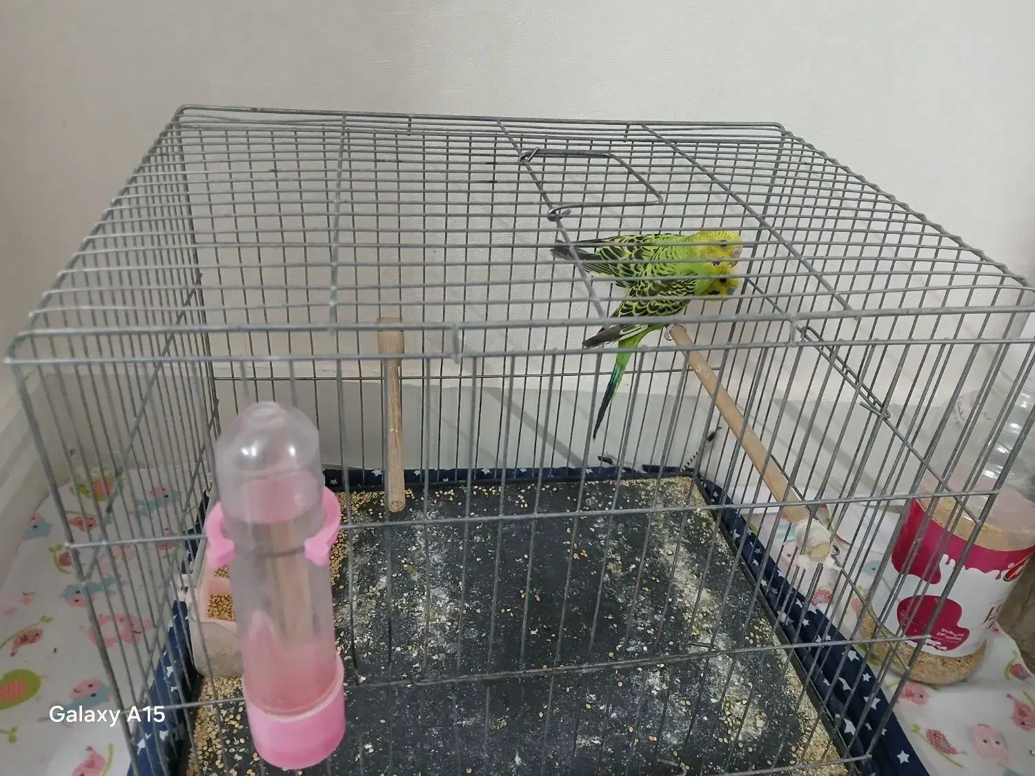 مرغ عشق|پرنده|ری, علایین|دیوار