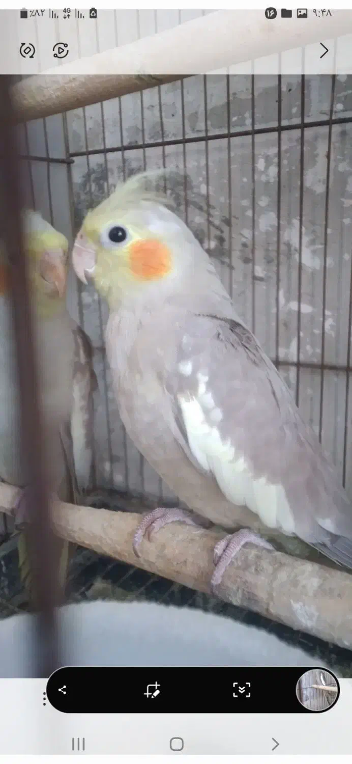 عروس هلندی|پرنده|پارس‌آباد, |دیوار