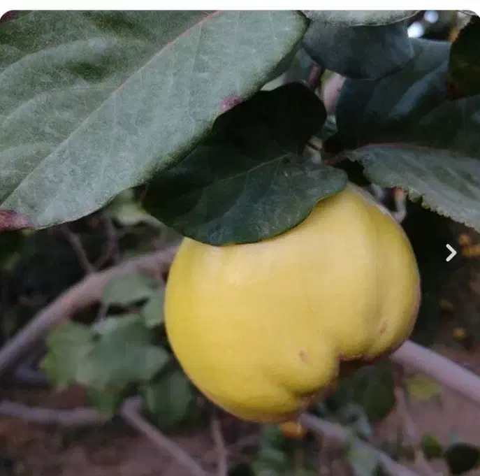 به و ازگیل|خوردنی و آشامیدنی|منجیل, |دیوار