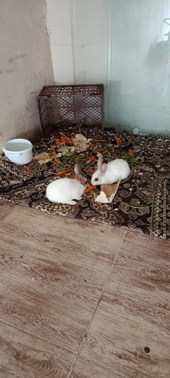 خرگوش نر و ماده|موش و خرگوش|سنندج, |دیوار