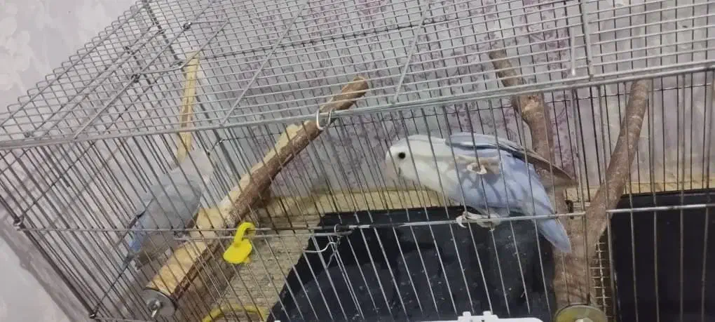 طوطی برزیلی|پرنده|خرمشهر, |دیوار