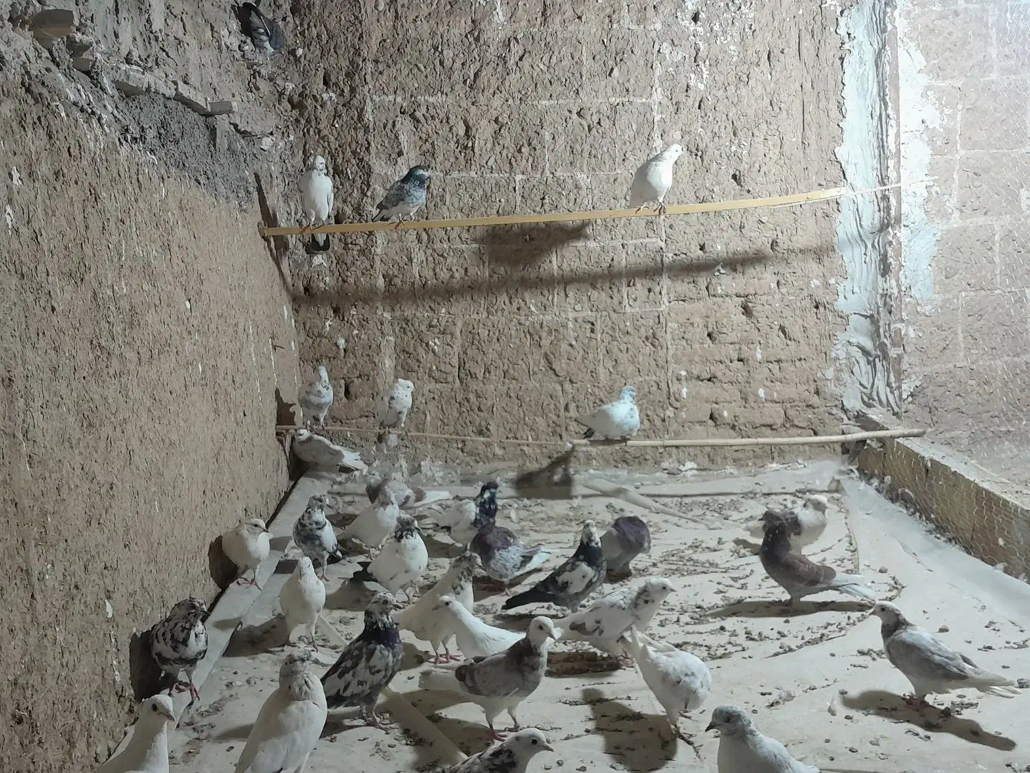 کبوتر پرشی|پرنده|سمنان, |دیوار