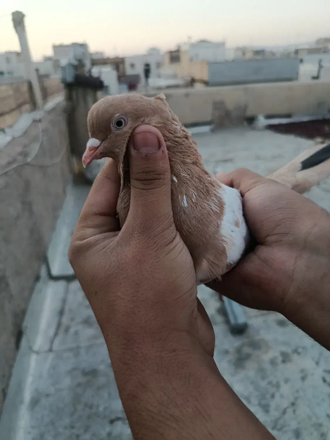 کبوتر کفتر جفتی|پرنده|اقبالیه, |دیوار