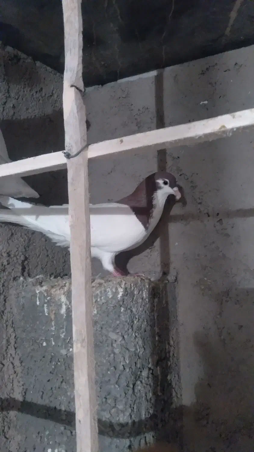 کفتر|پرنده|اسفراین, |دیوار