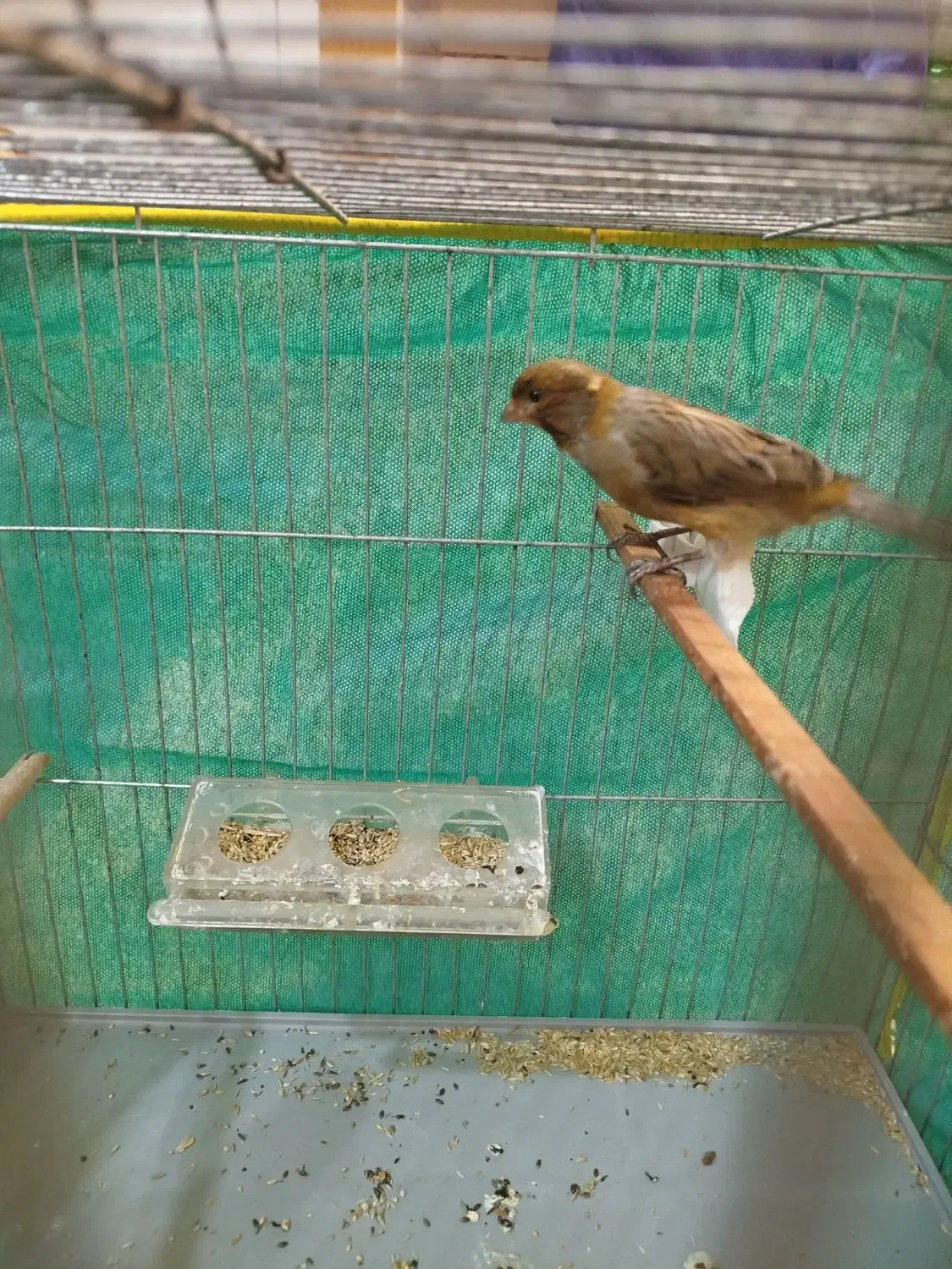 قناری نرسبز بخون|پرنده|کرمان, |دیوار