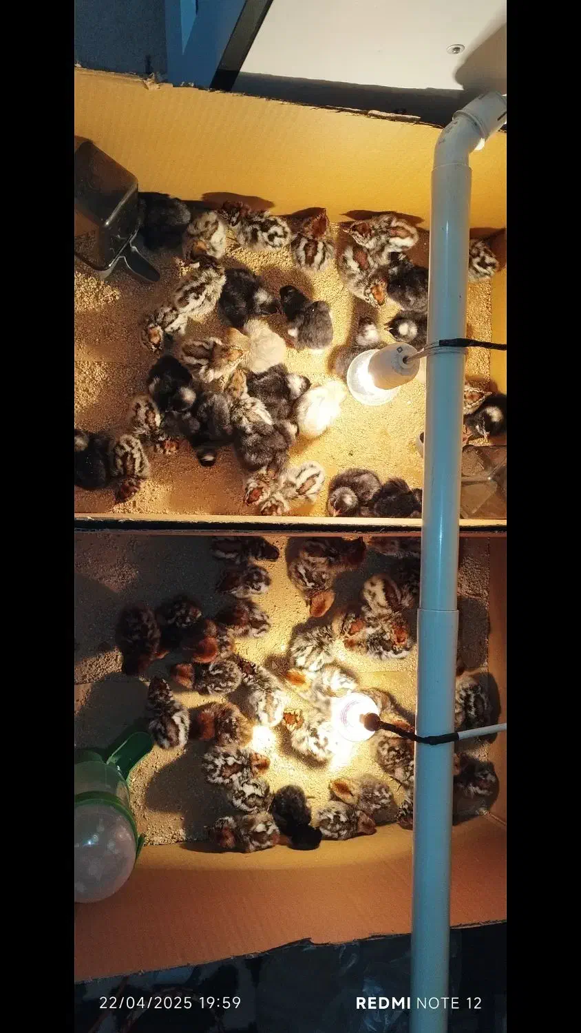 جوجه مرغ و تخم مرغ|حیوانات مزرعه|رفسنجان, |دیوار