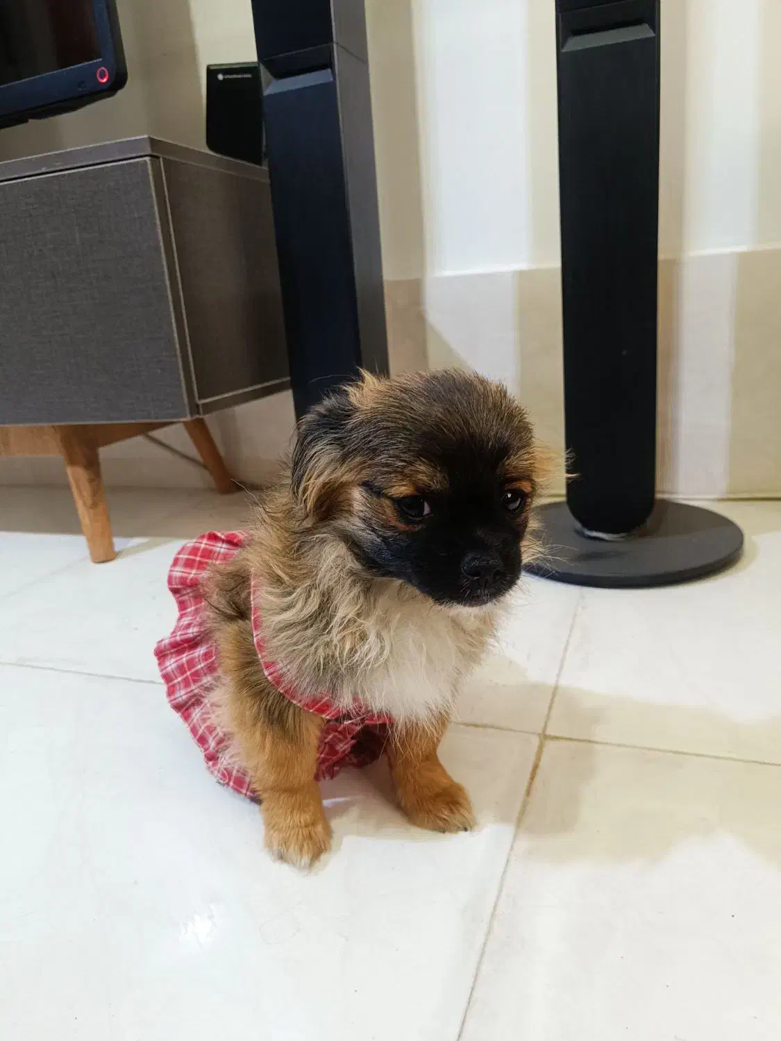 واگذاری سگ پامرخرسی چن ماهه کوچولو|سگ|شیراز, شهرک مهدی‌آباد|دیوار