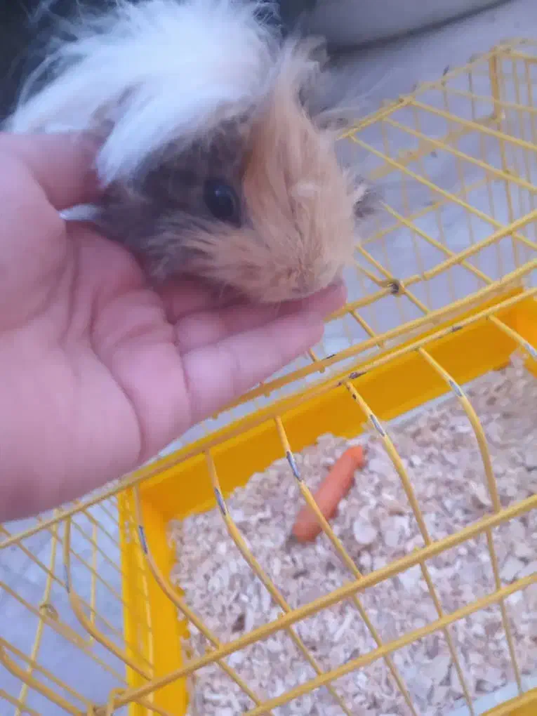 خوکچه هندی ماده|موش و خرگوش|تهران, ابوذر|دیوار