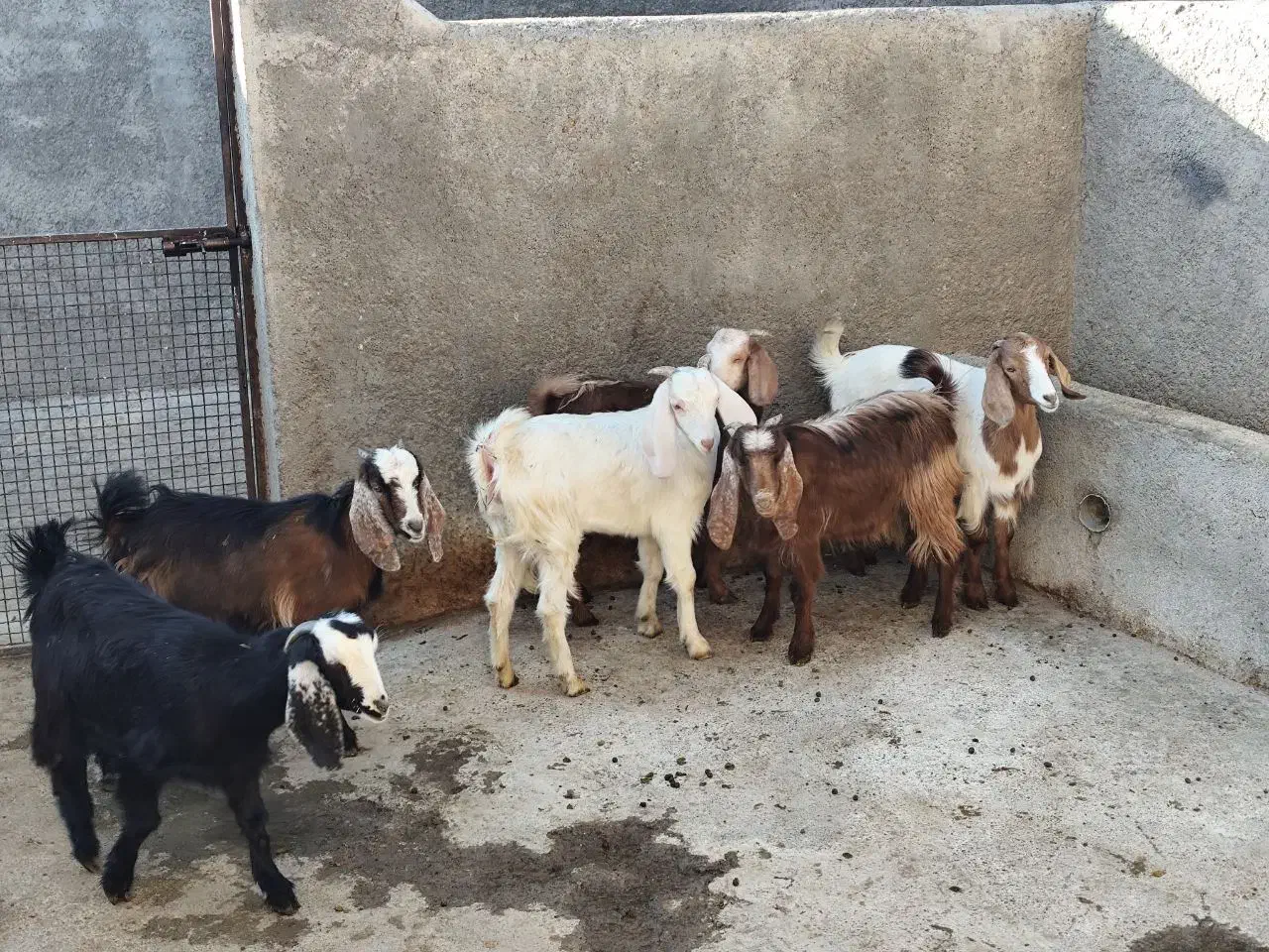 بزغاله نر ماده|حیوانات مزرعه|سنقر, |دیوار