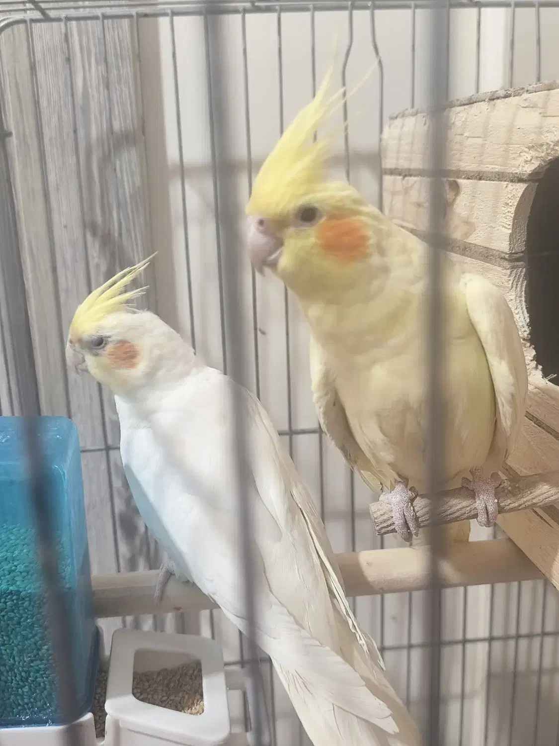 عروس هلندی مولد|پرنده|تهران, مقدم|دیوار