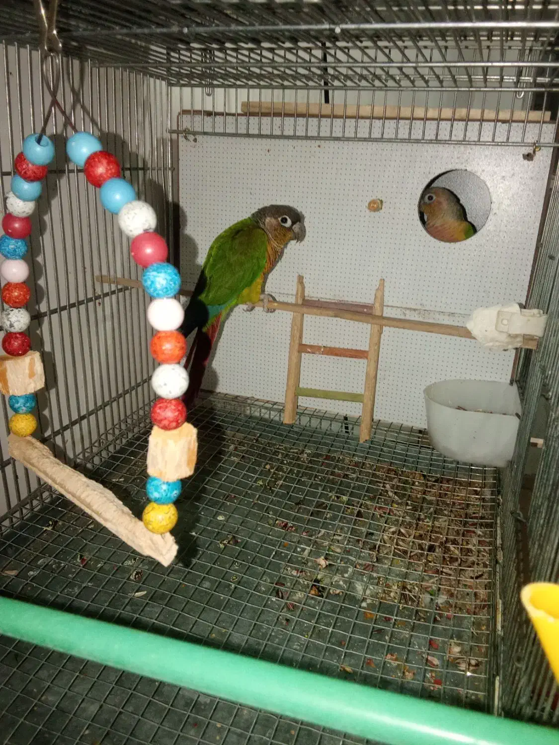 گیرینچیک مولد.|پرنده|بروجرد, |دیوار