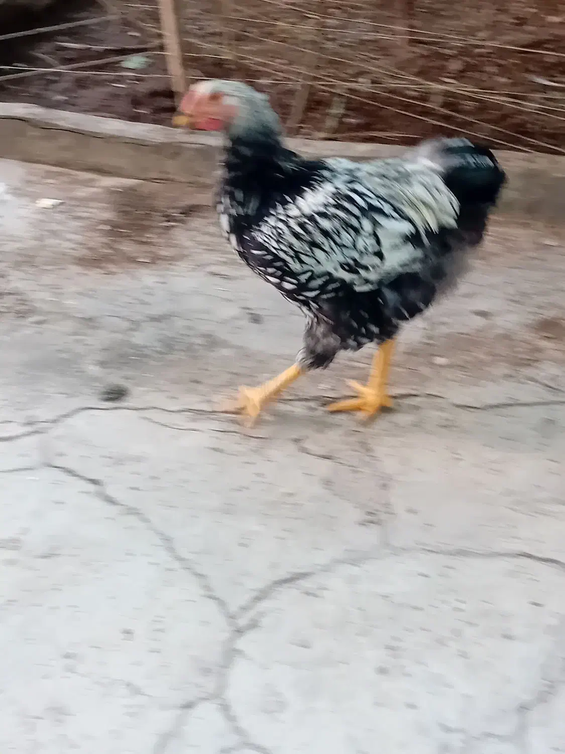 خروس ویاندوت سیلور|حیوانات مزرعه|مرند, |دیوار