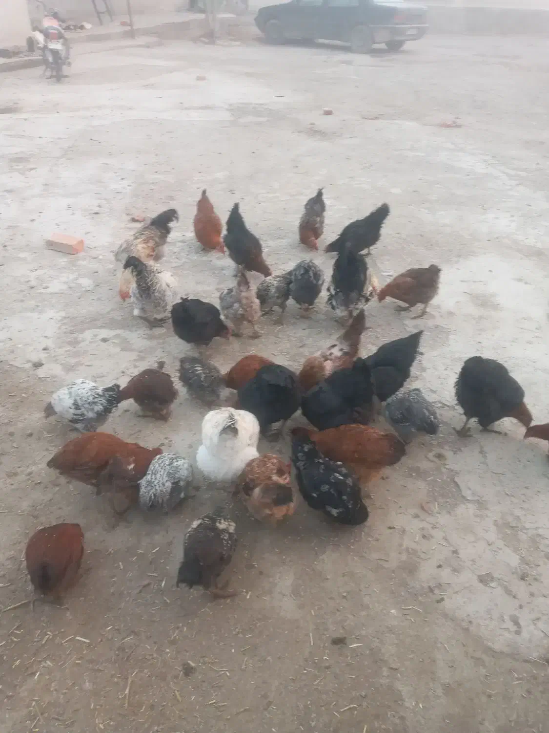 جوجه ومرغ محلی|حیوانات مزرعه|نوشین شهر, |دیوار