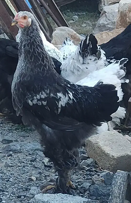 نیمچه برهما|حیوانات مزرعه|بیلوار, |دیوار