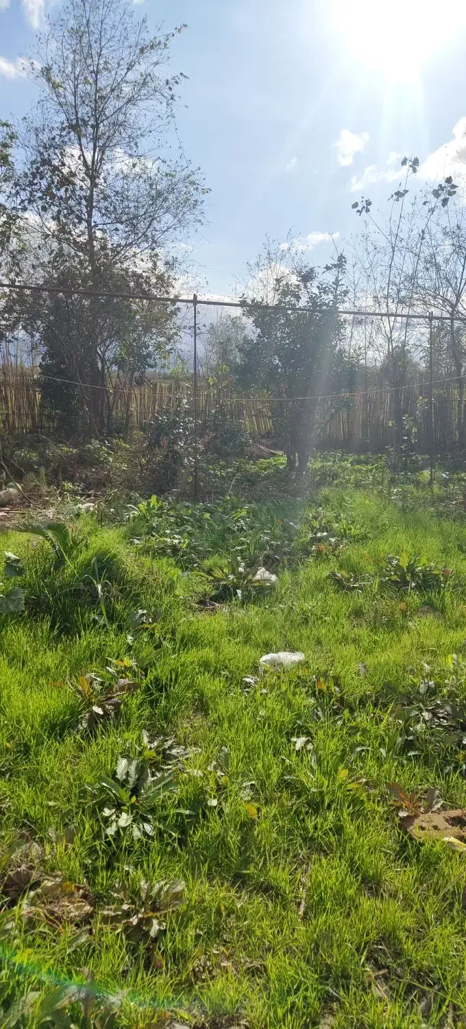 زمین ۲۰۰ متری خوش قیمت|فروش زمین و ملک کلنگی|رودبنه, |دیوار