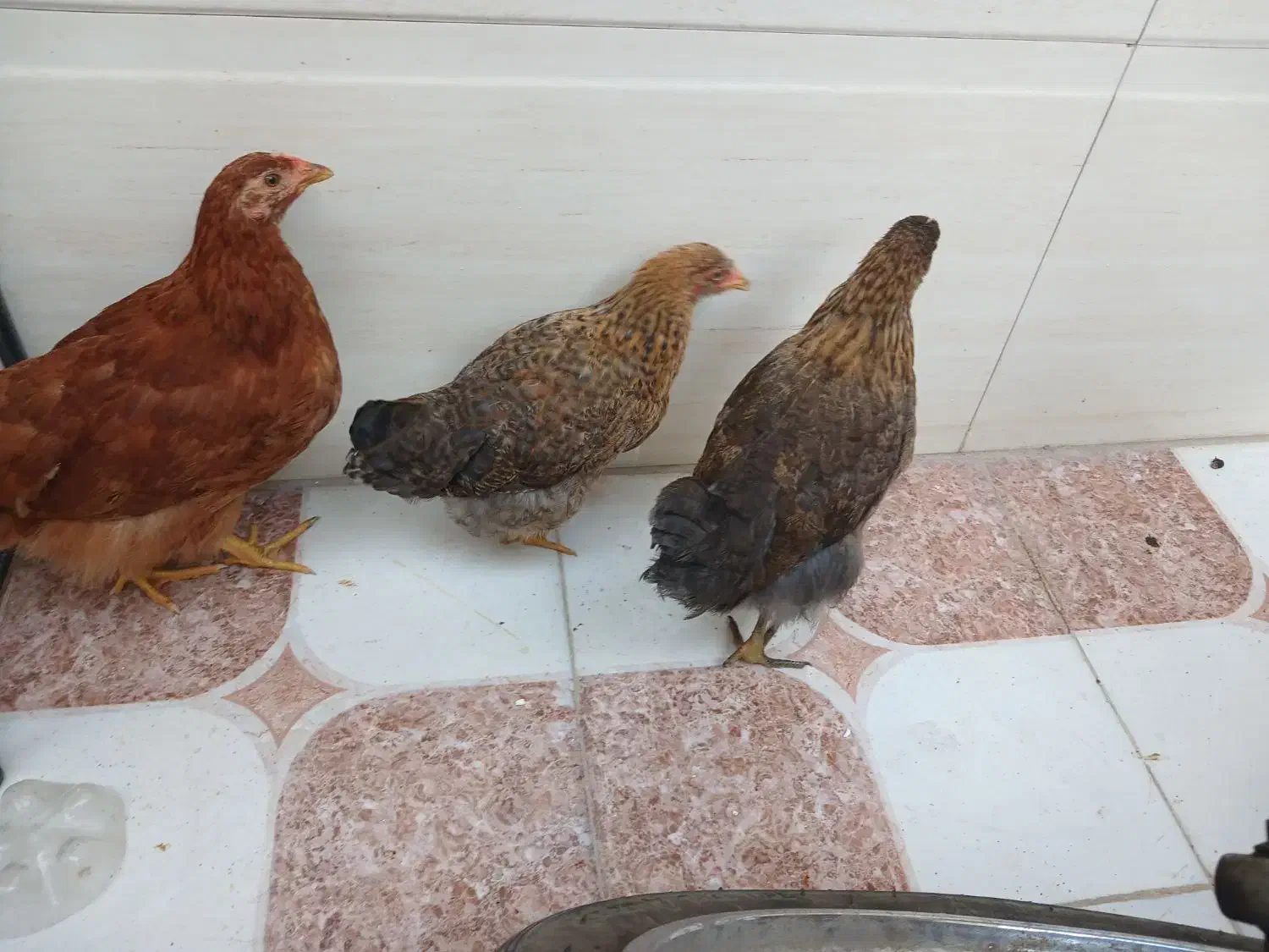 مرغ|حیوانات مزرعه|خرمشهر, |دیوار