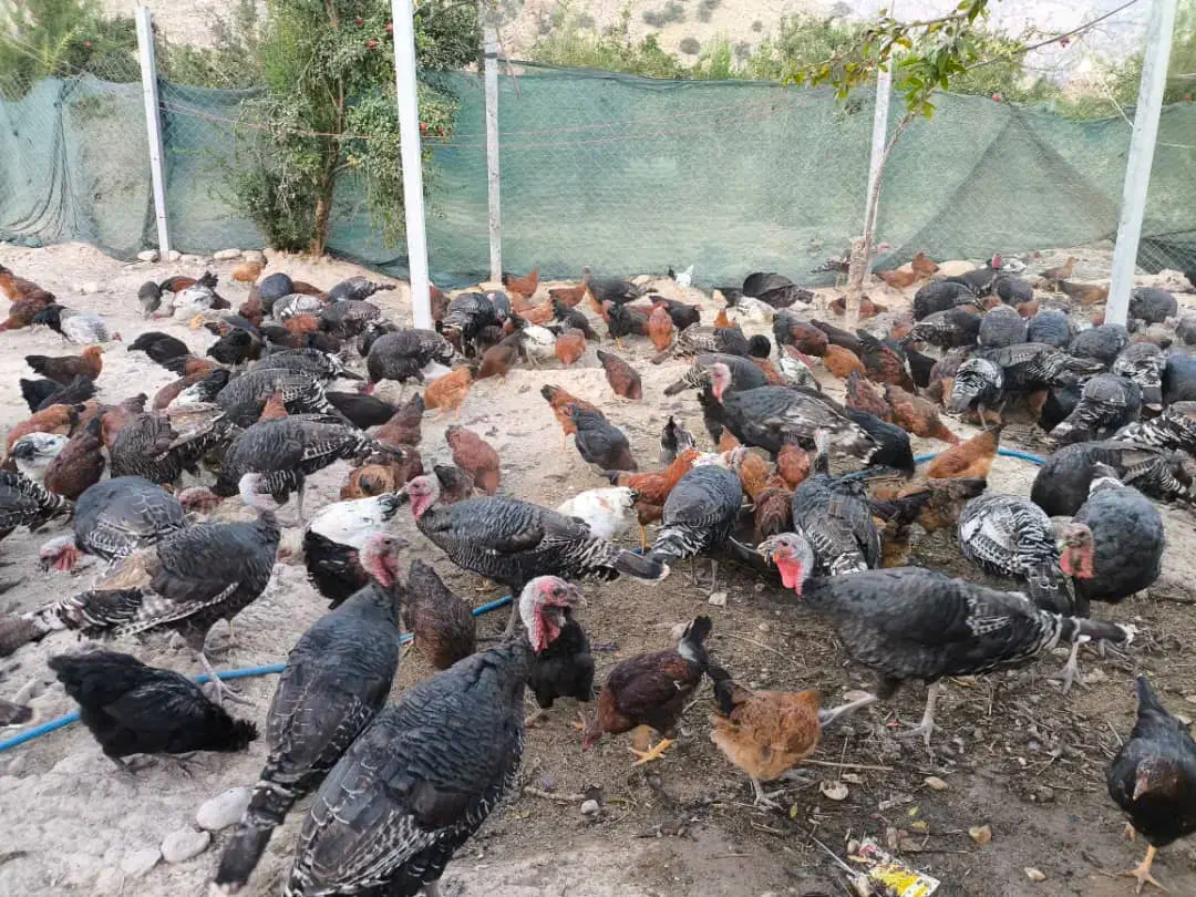 فروش بوقلمون محلی ارگانیک|حیوانات مزرعه|شیراز, محمدیه|دیوار