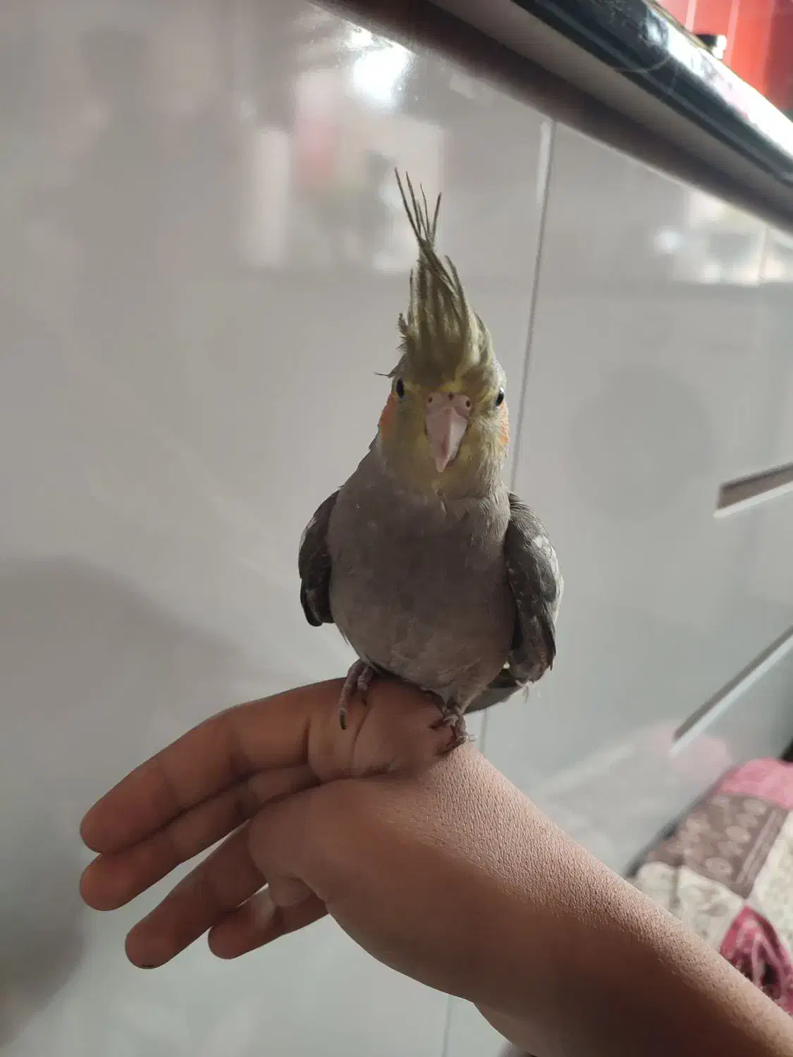 عروس هلندی دست اموز|پرنده|نقده, |دیوار