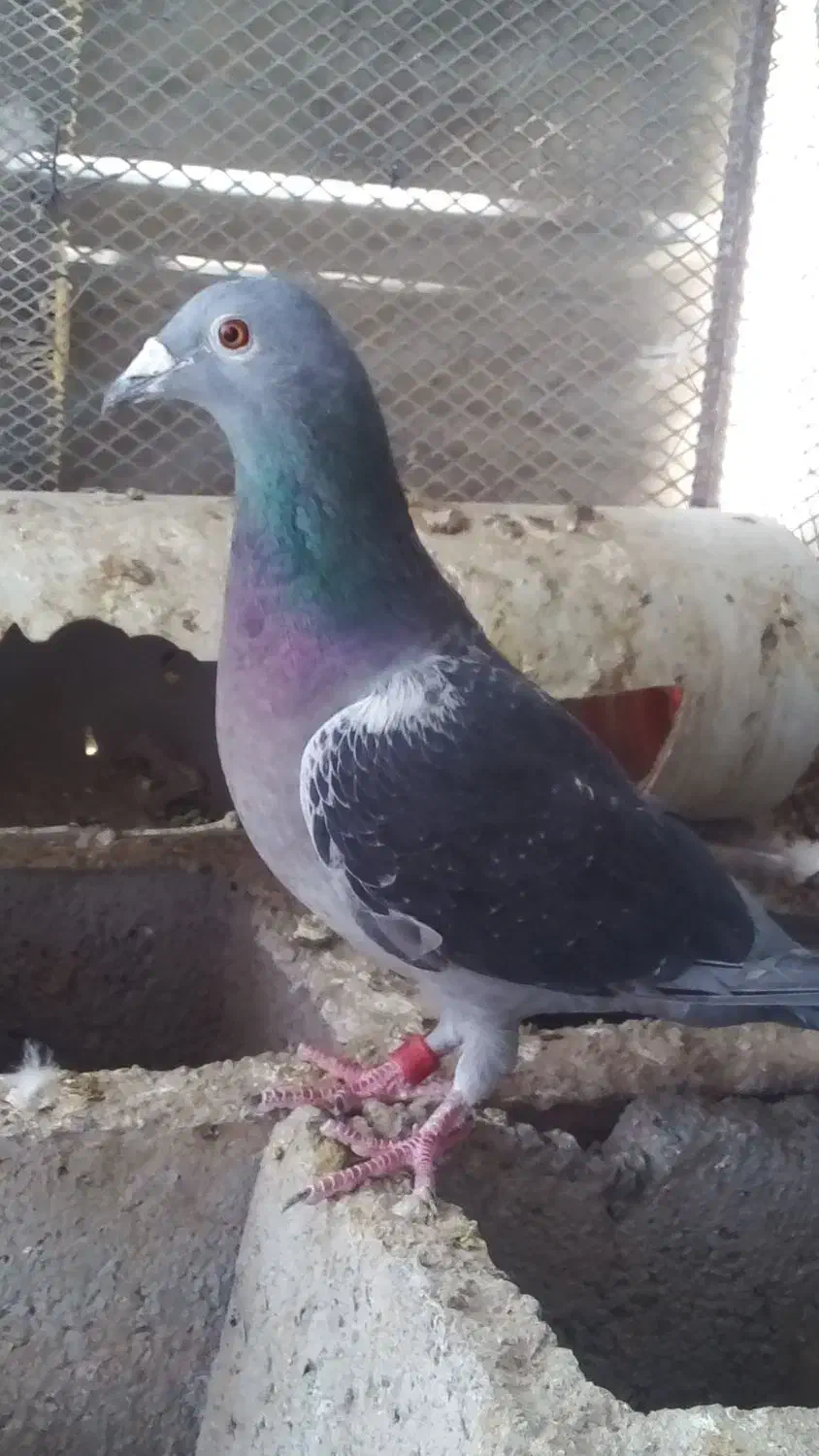 کبوتر پلاکی|پرنده|خاش, |دیوار