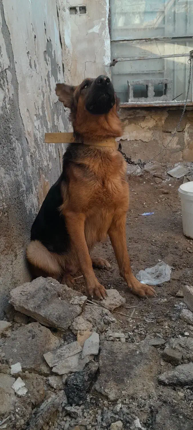 سگ ژرمن|سگ|اهواز, شهدای انتظامی|دیوار