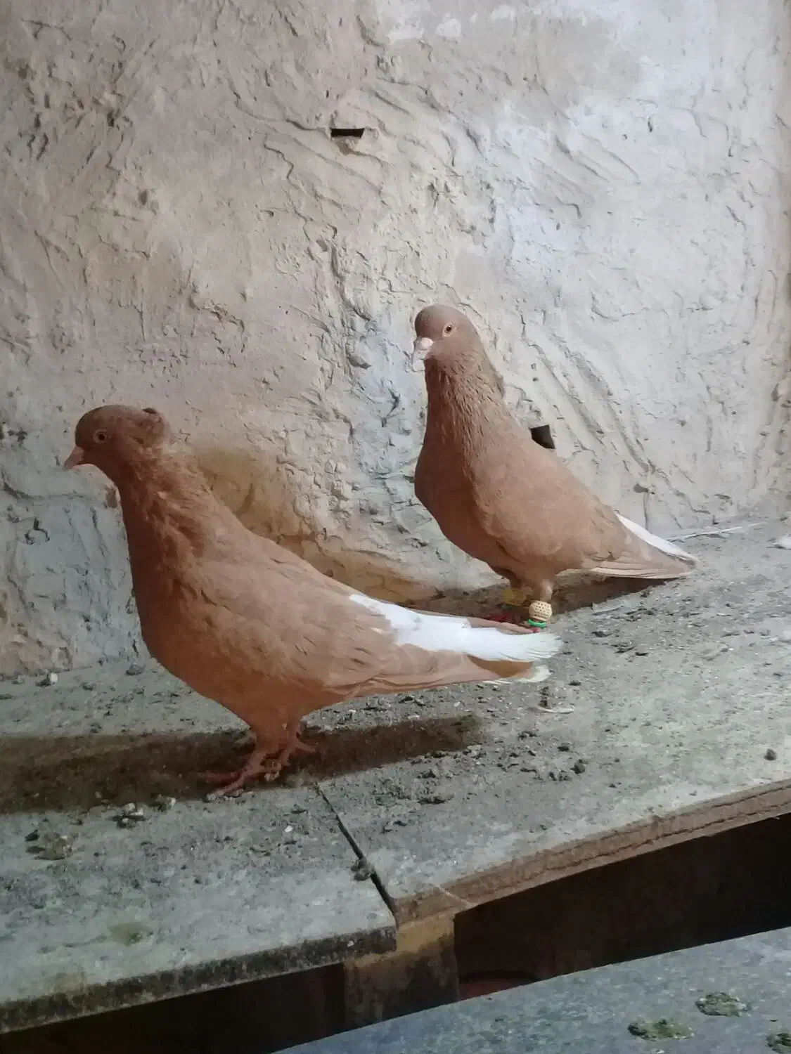 کبوتر‌نر‌ماده‌زرد‌دمسفید|پرنده|الوند, |دیوار