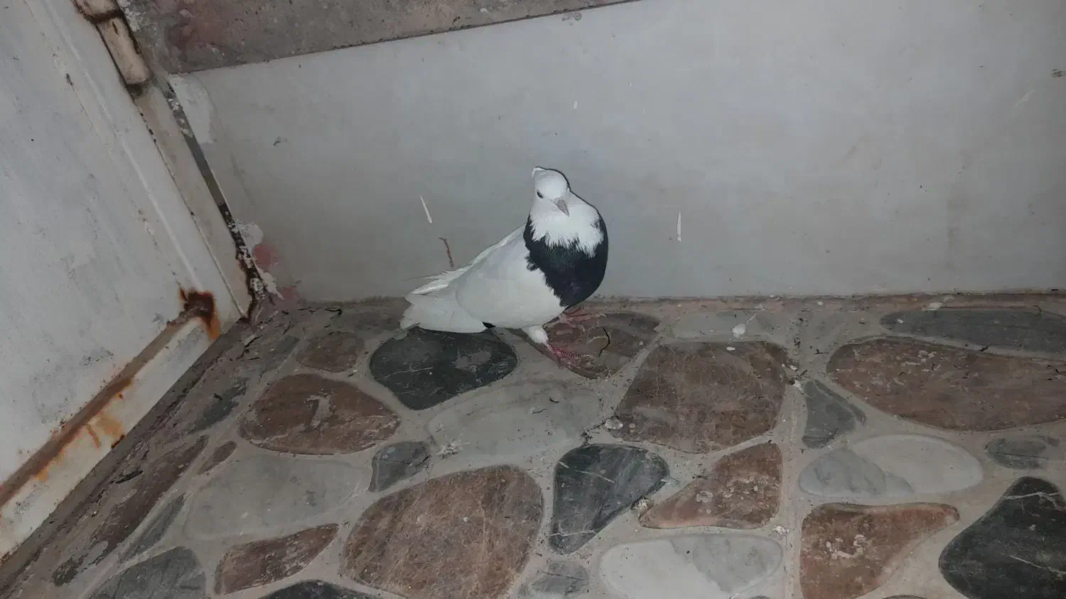 کبوترتوقی نربفروش میرسد|پرنده|باوی, |دیوار