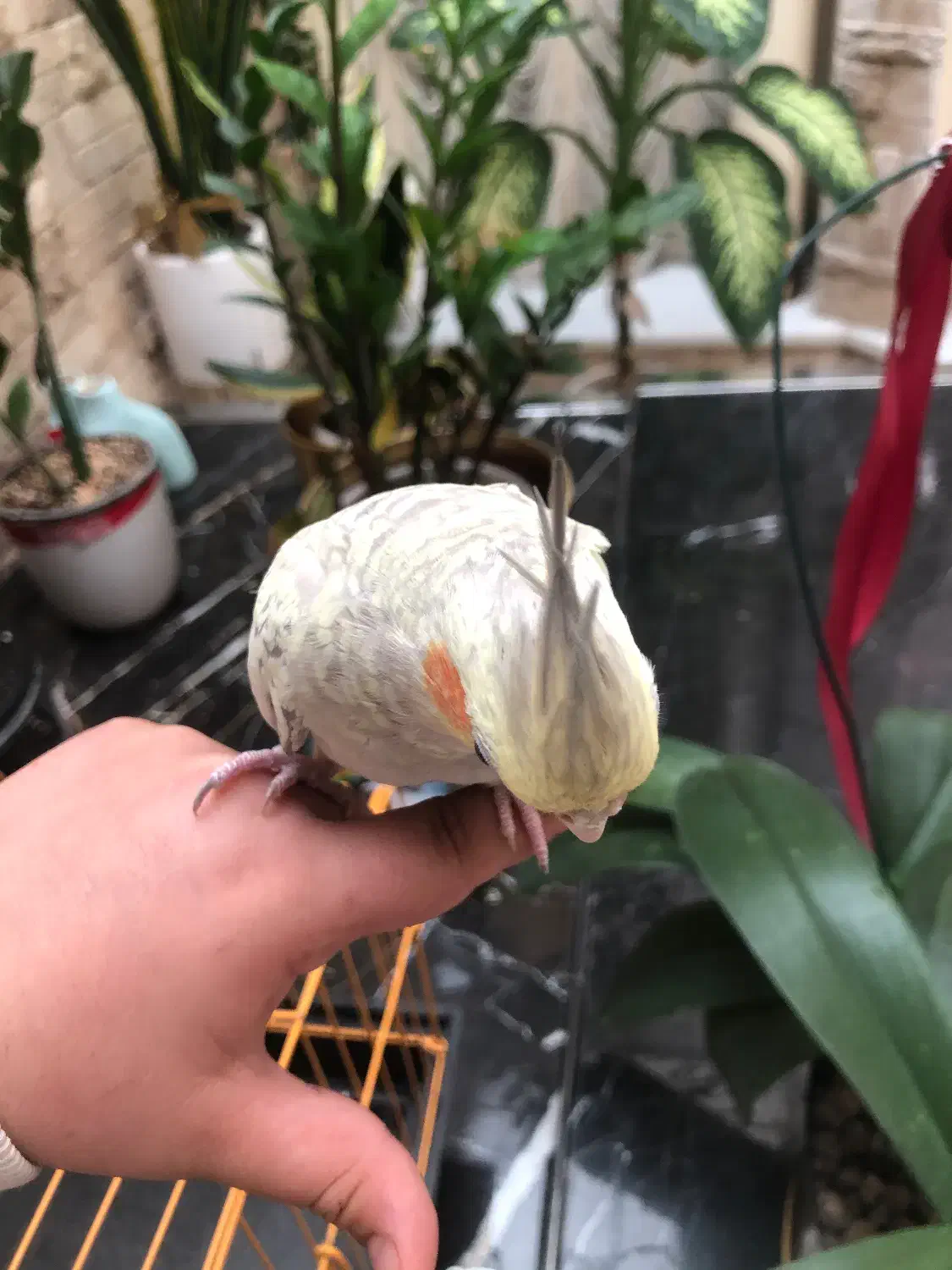 پرنده|پرنده|تهران, پاسداران|دیوار