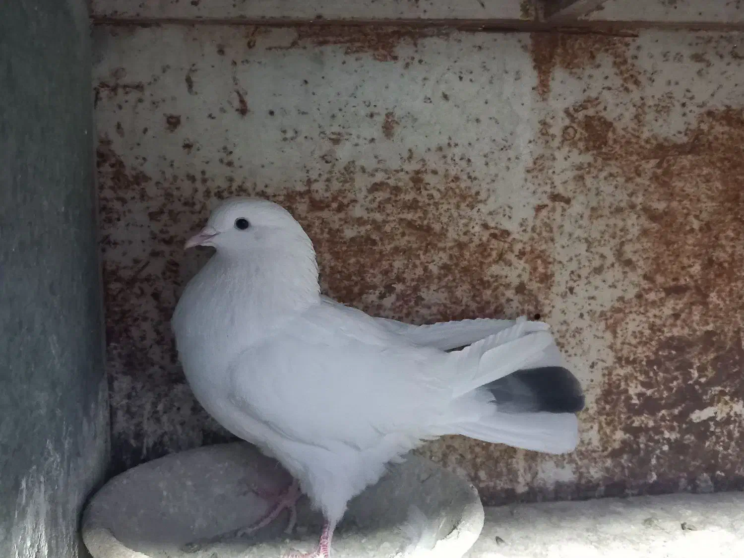 کبوتر کاشانی و تهرانی|پرنده|محمدشهر, یزدیها|دیوار