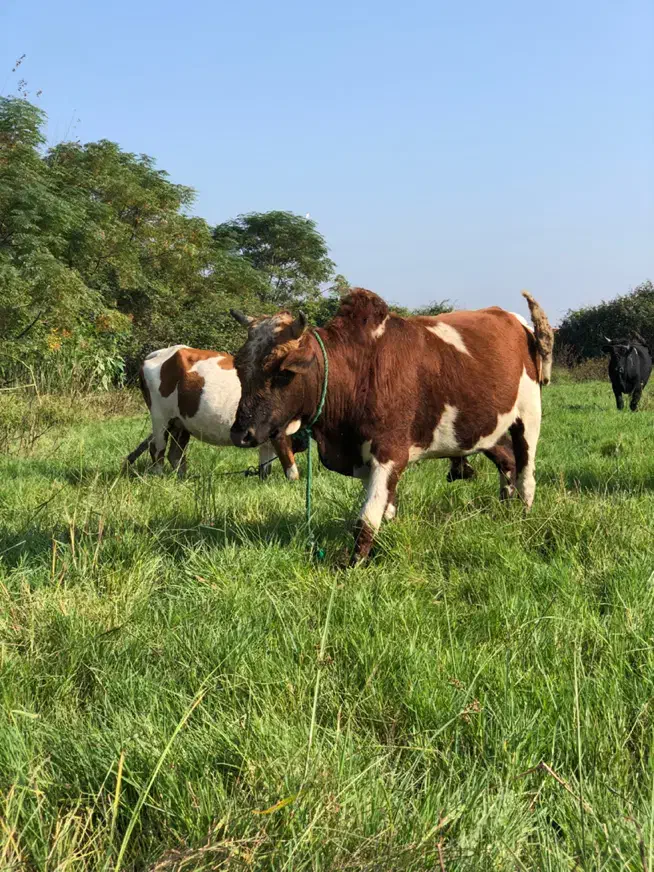 ورزا کوله تن دار|حیوانات مزرعه|رشت, شهرک صبا|دیوار