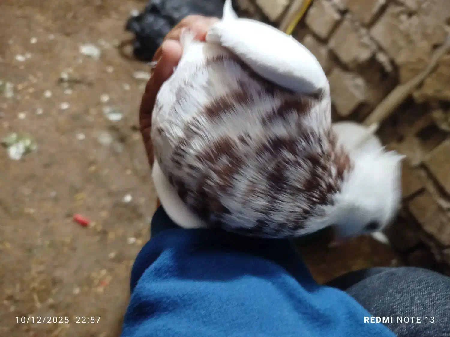 کبوتر طوقی جفت نر و ماده|پرنده|باوی, |دیوار