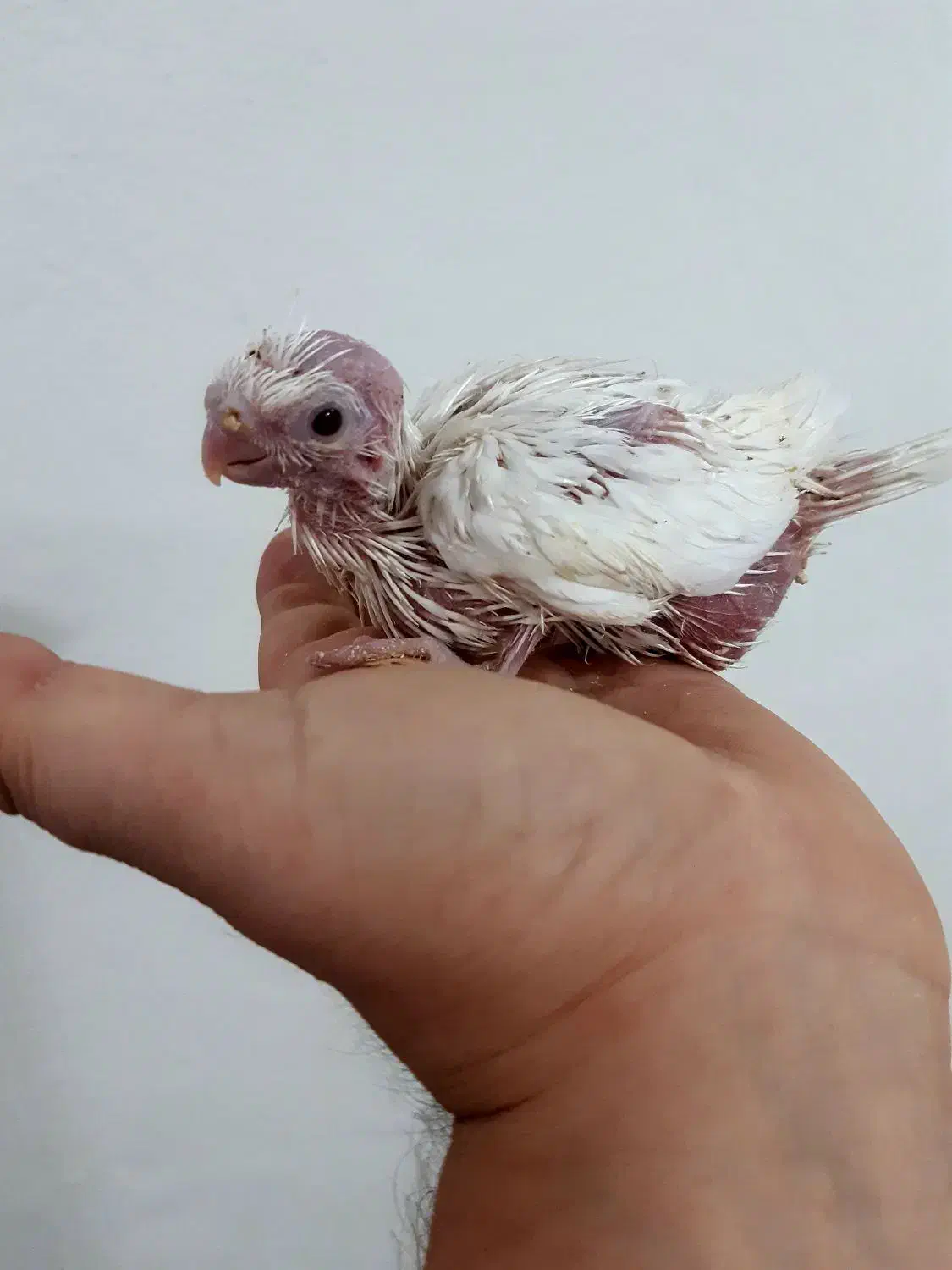 عروس هلندی و مرغ عشق|پرنده|کنارک, |دیوار